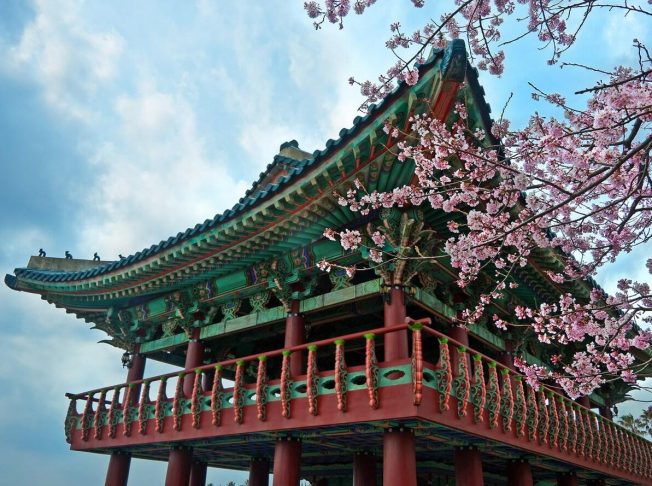 Hoa Anh Đào Hàn Quốc