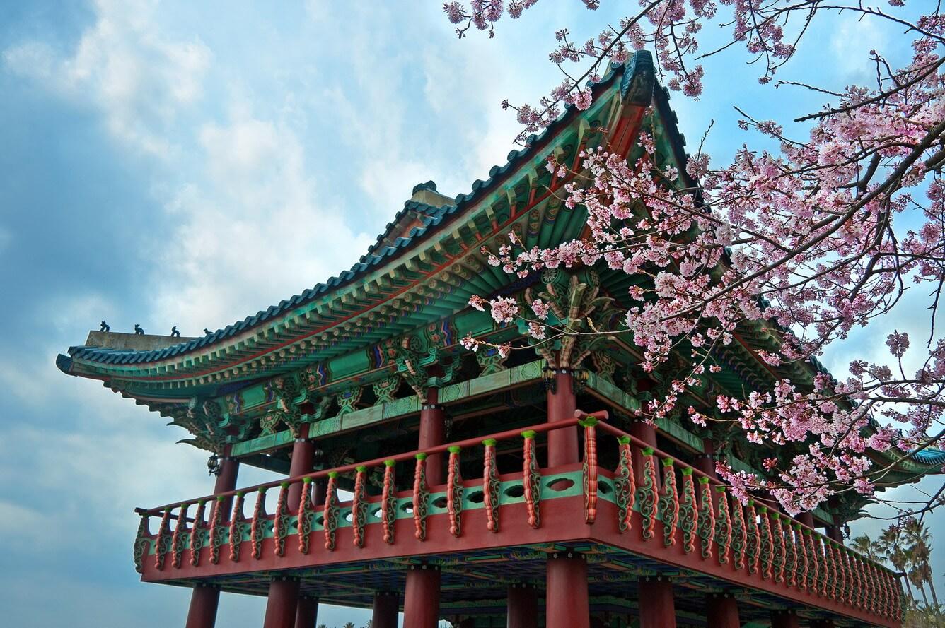 Hoa Anh Đào Hàn Quốc