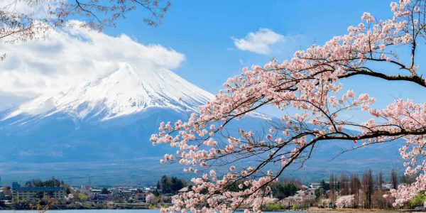 Hoa anh đào Nhật Bản